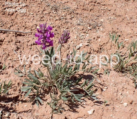 crazyweed, Lambert